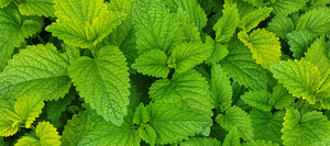 Introducing our solid shampoo bar's ingredients. Ingredient number 7: Essential mint oil